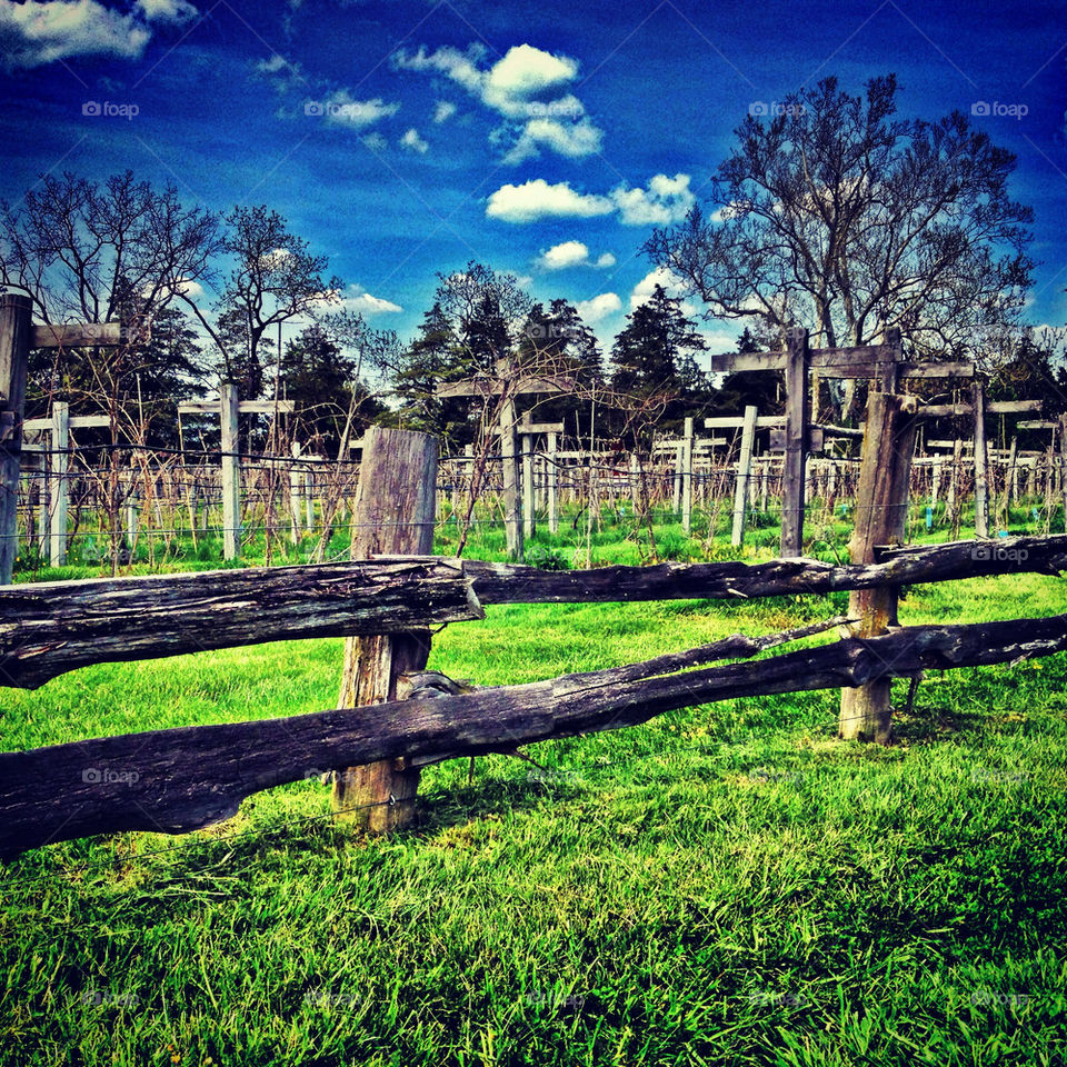 Vineyard graveyard.