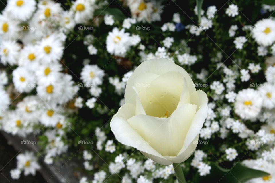white Rose