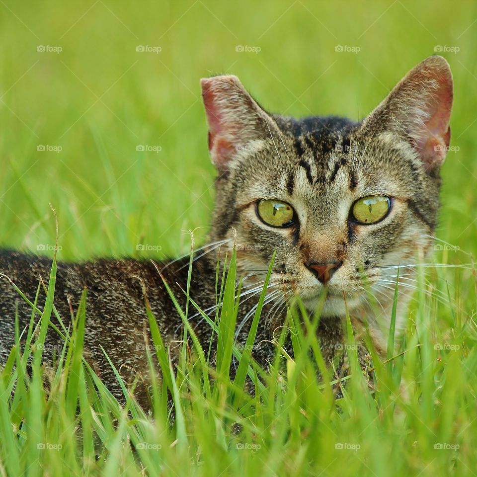 "Catch and Release" Poster Kitty. Orange County FL SPCA has a program to humanely reduce the feral cat population. They catch, "fix", and release all the females in a neighborhood. They can then, live out their lives keeping other cats away. 