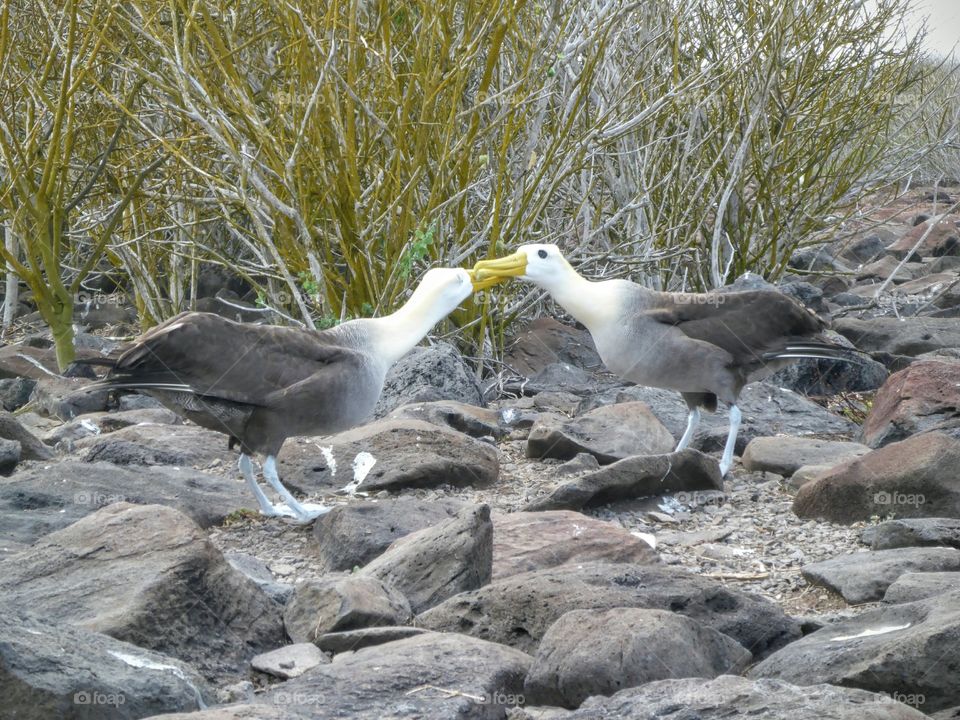 Waved albatross pair, Galapagos