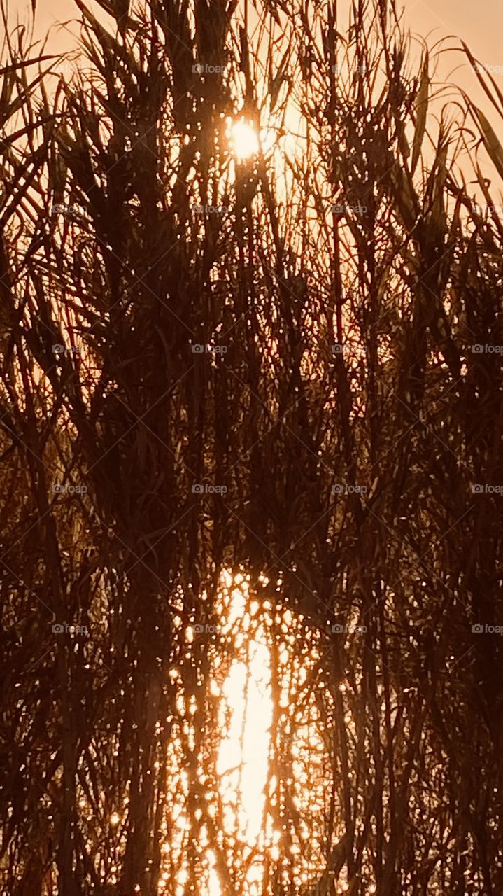 Natural Cat Tail Grass with Powerful Sun whispering Sparkles of Mirrored Images. 