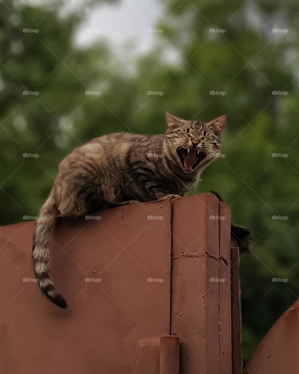 meowing cat on the fence