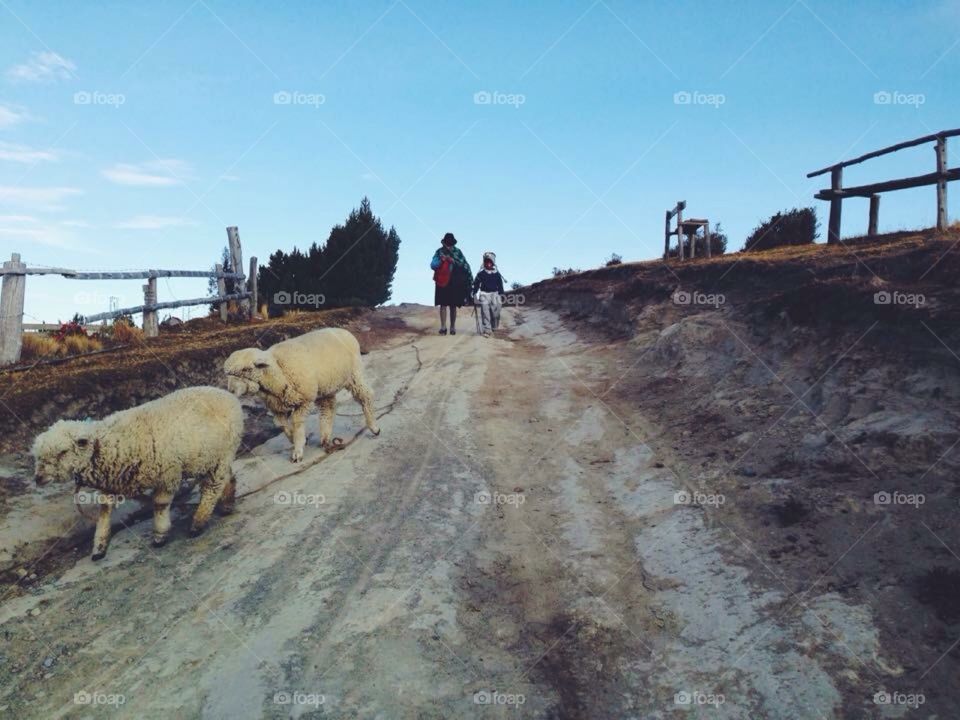 Taking their sheep back home