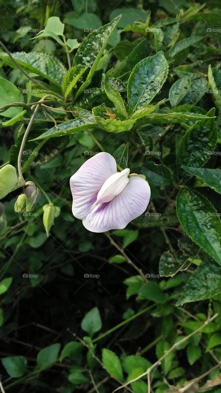 flower