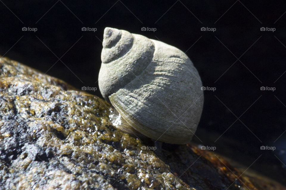 Snail on a rock - common Periwinkle 