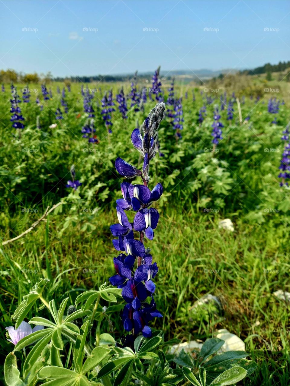 The mountain lupine