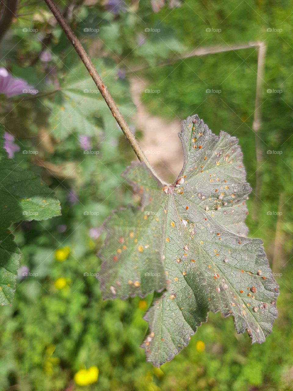Old leaf in Spring time