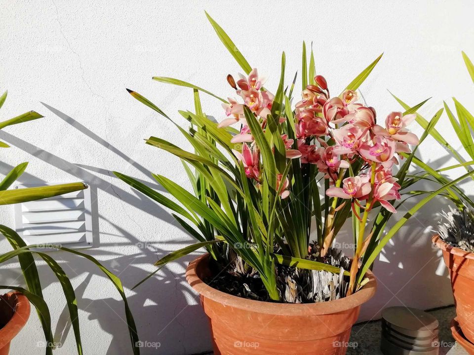 Spring Orchids