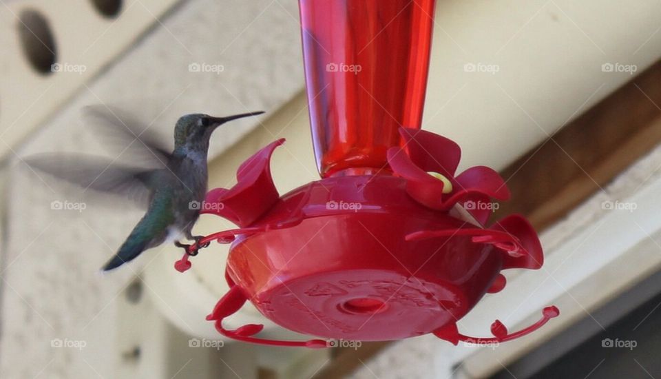 Humming Bird