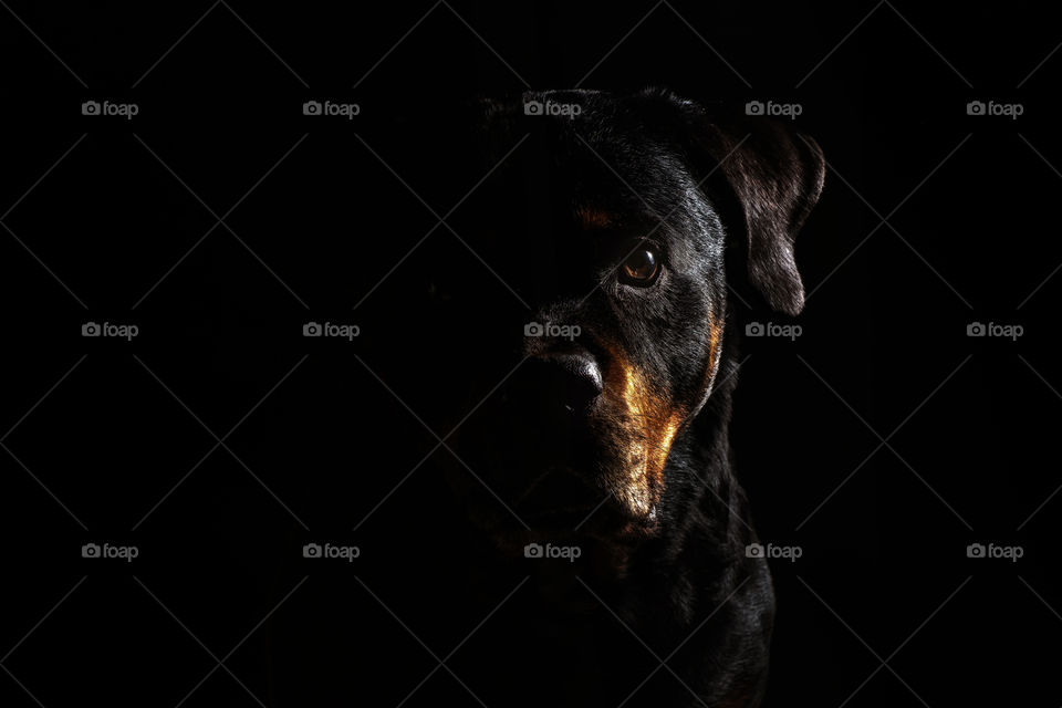 Portrait of a Rottweiler