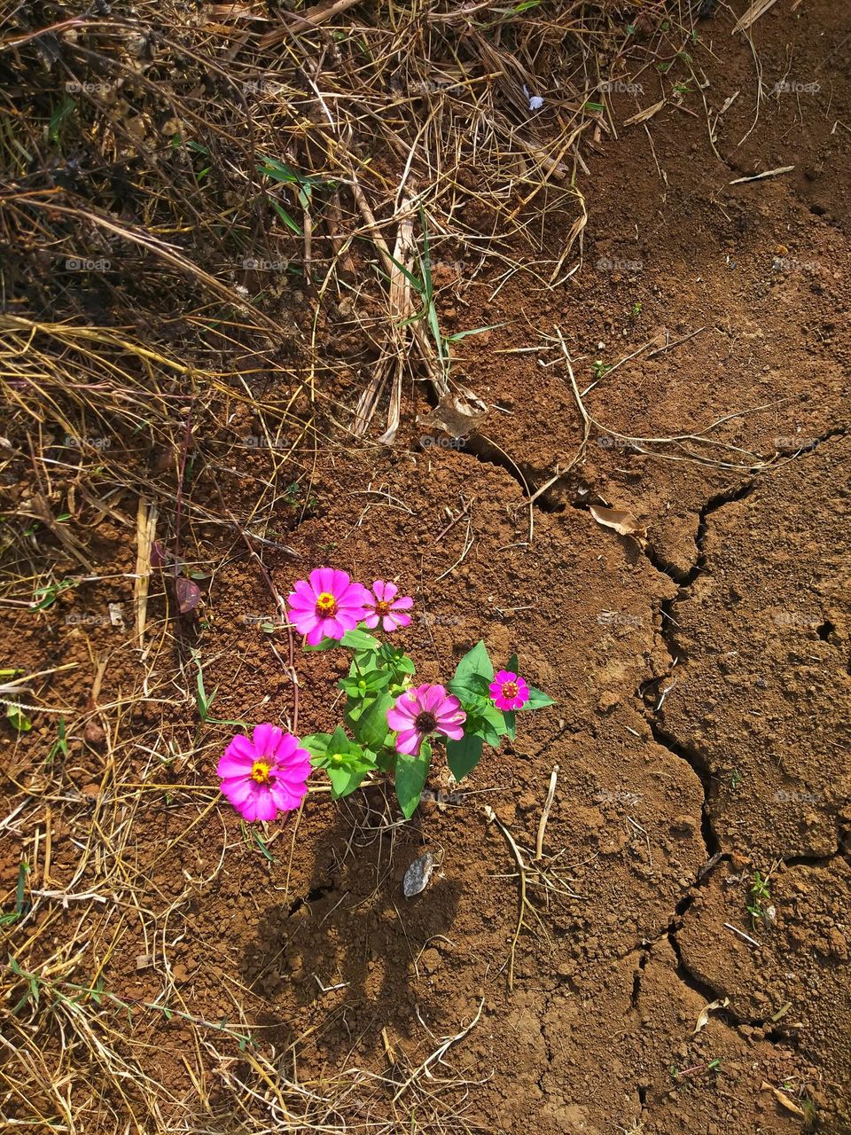 Pink flowers bloom on arid land