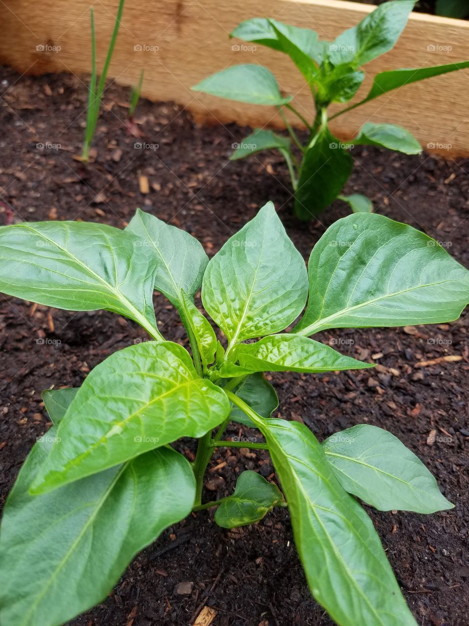 Bell pepper plants.