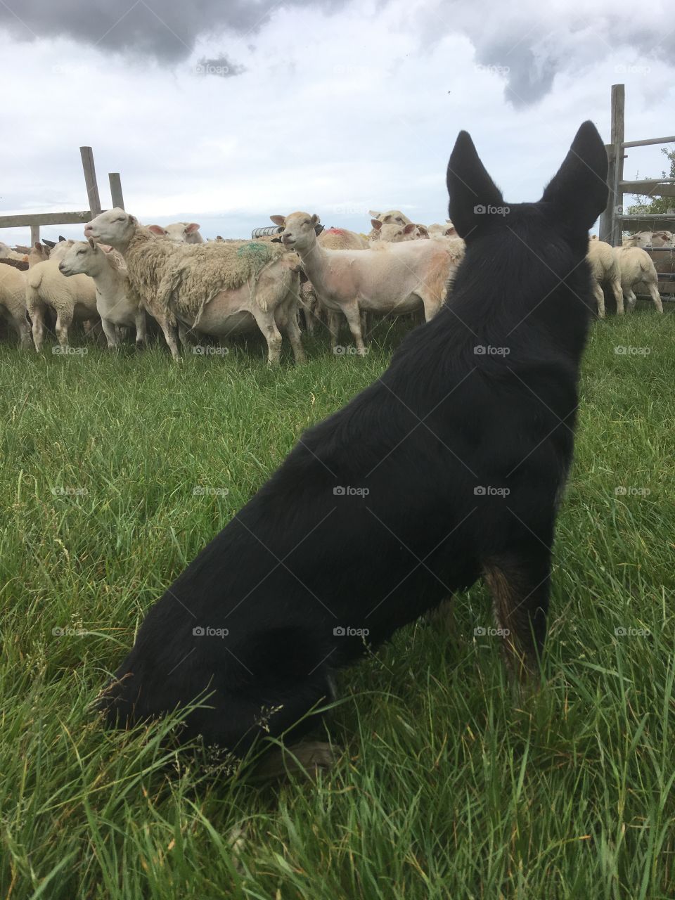 Kelpie with flock sheep 