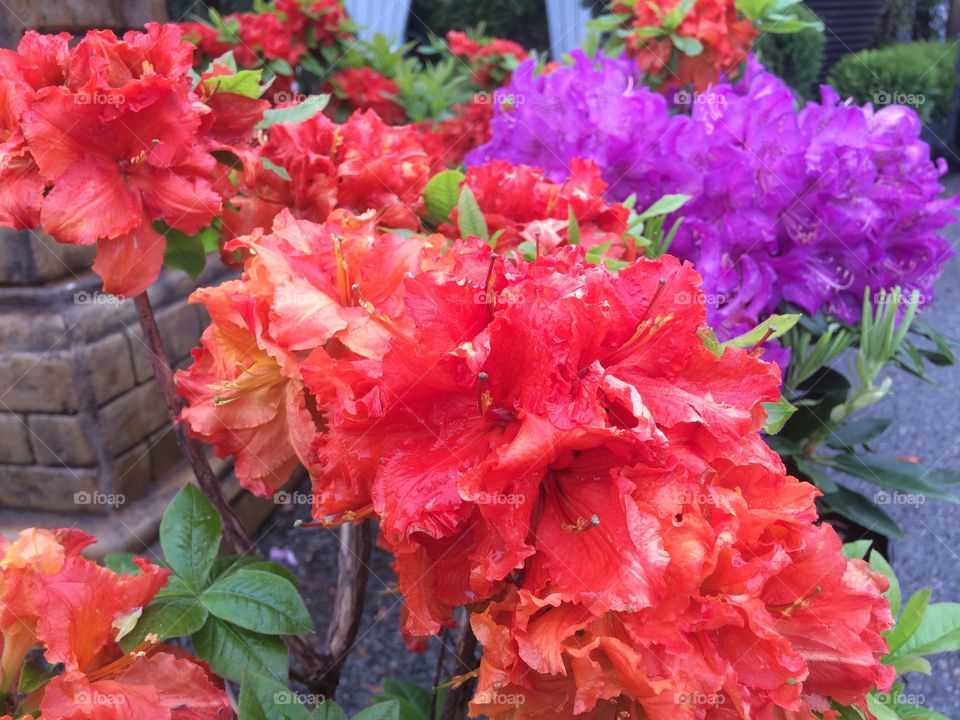 Red and purple azaleas