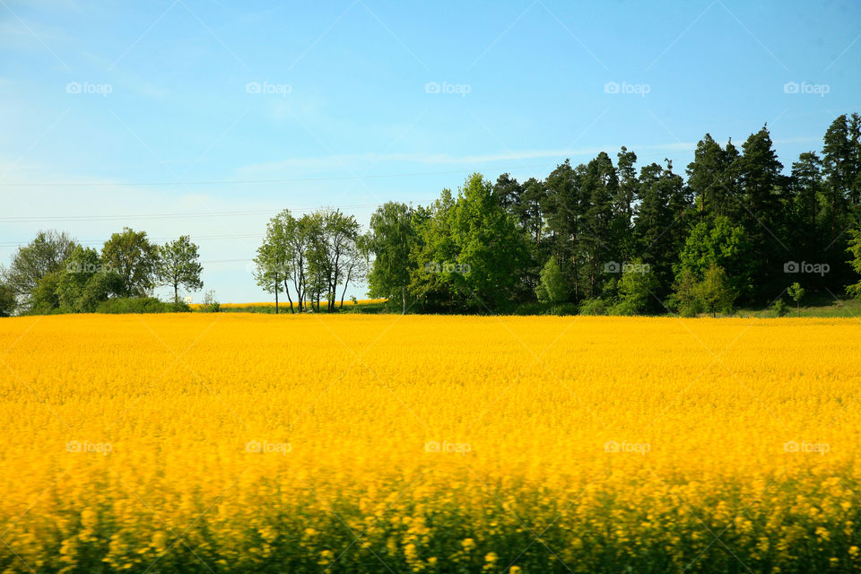 Field with yellow flowers on blue sky background
