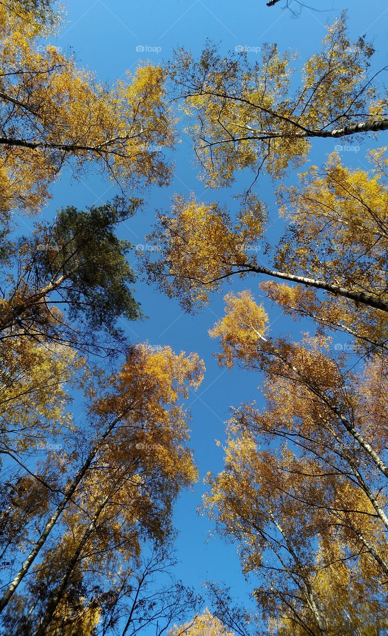 Trees reach for the sky