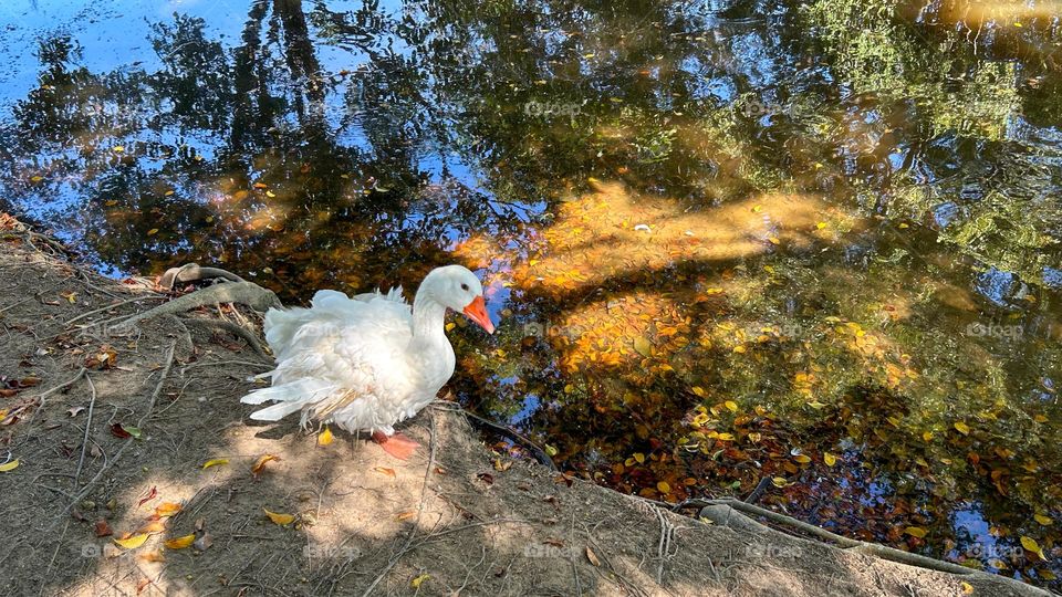 a goose with ruffled feathers