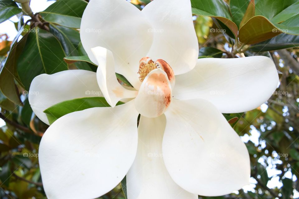 Magnolia