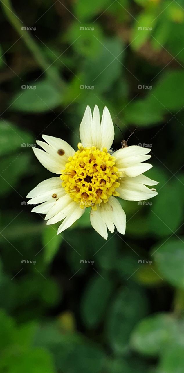 wild flower, with an unexpected visitor hiding under its delicate petals