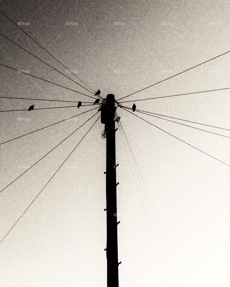 Birds