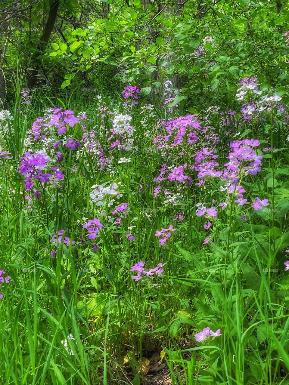 Wildflowers 