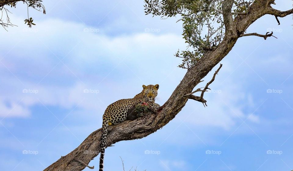 Leopard resting on tree