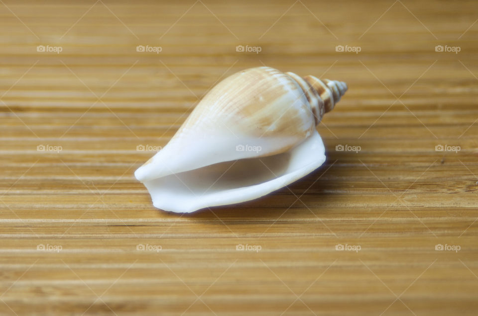 Extreme close- up of conch shell