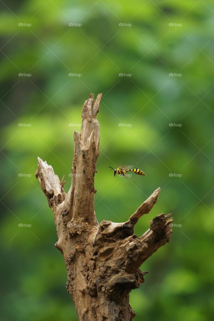 Beautiful Flying Hornet