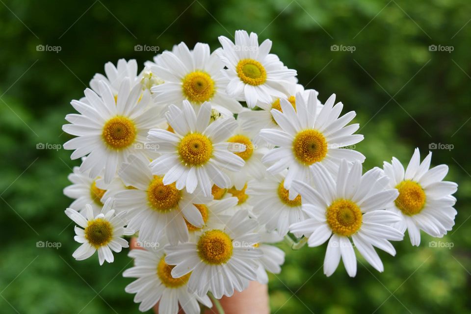 camomile flowers bouquet in the hand green background, love summer time