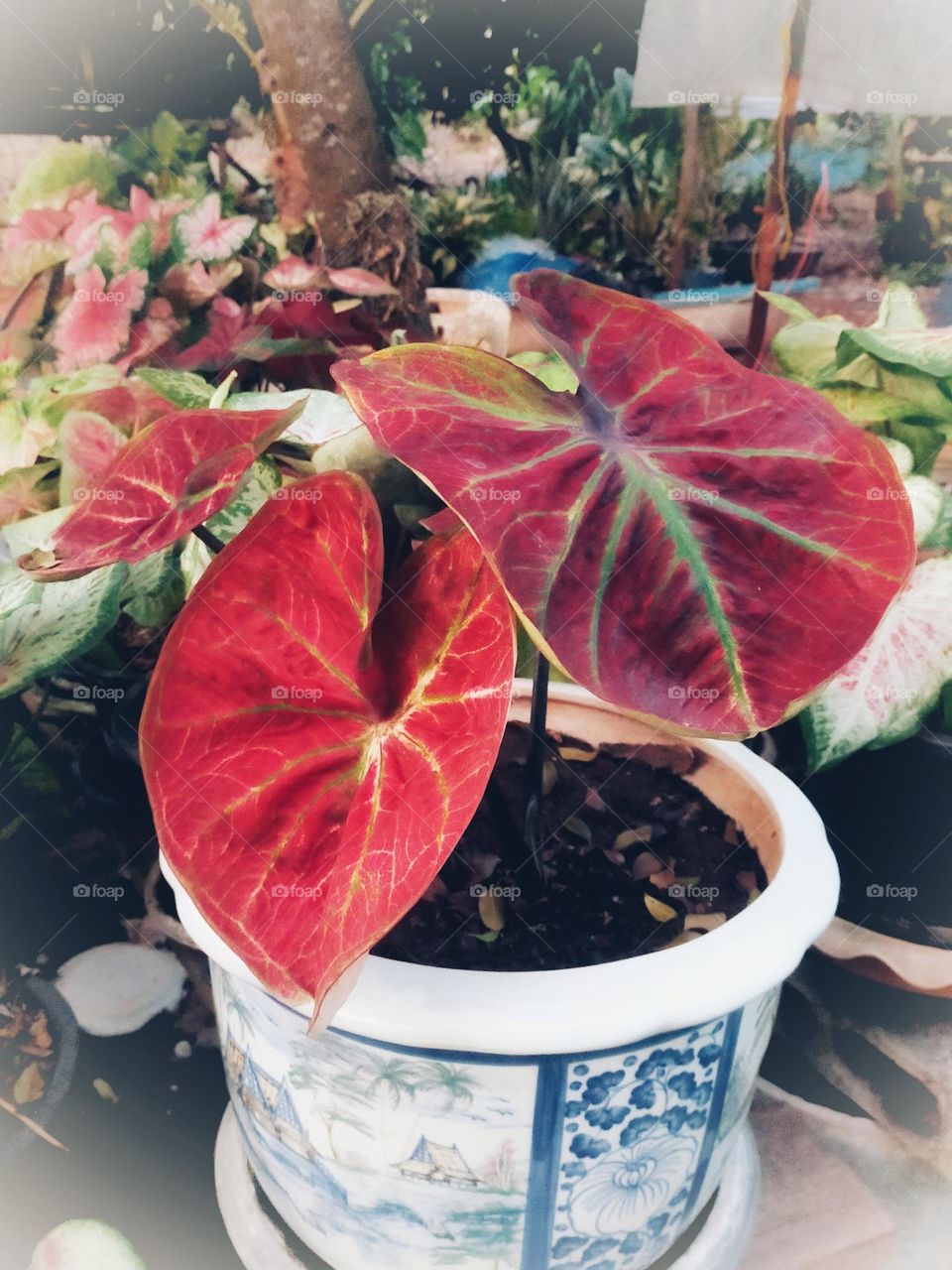 Flowers, plants, including wood grains that have different colors.