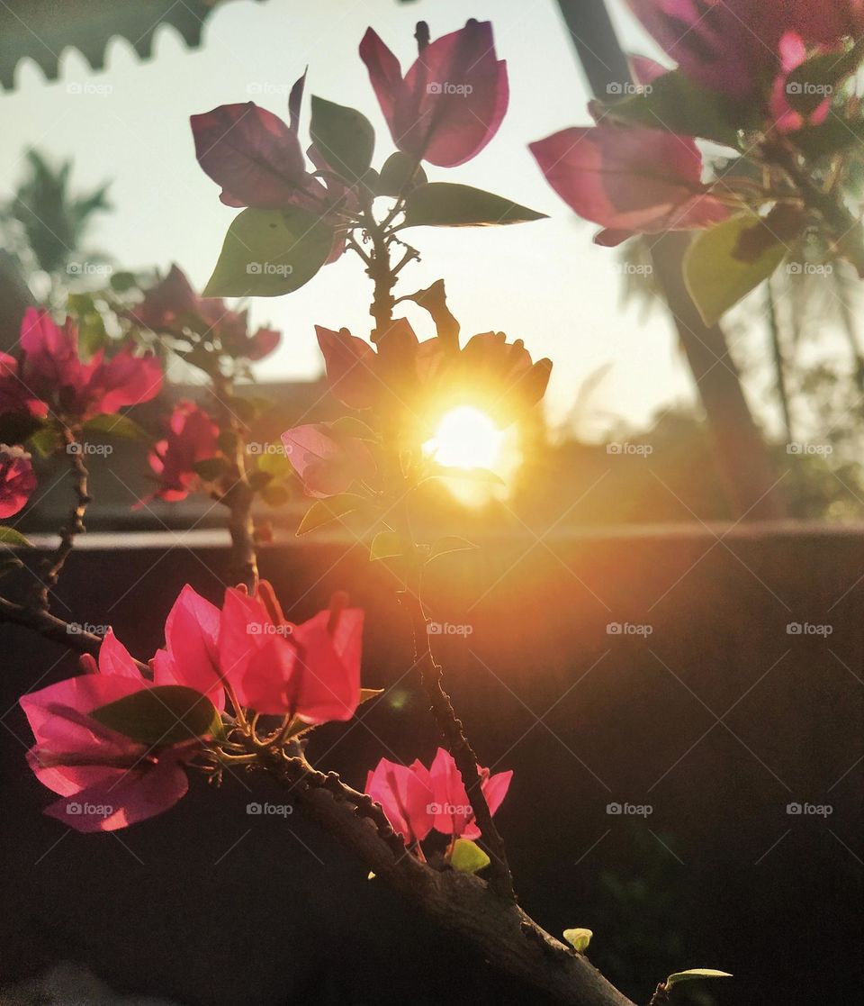 Bougainvillea flowers in sunset