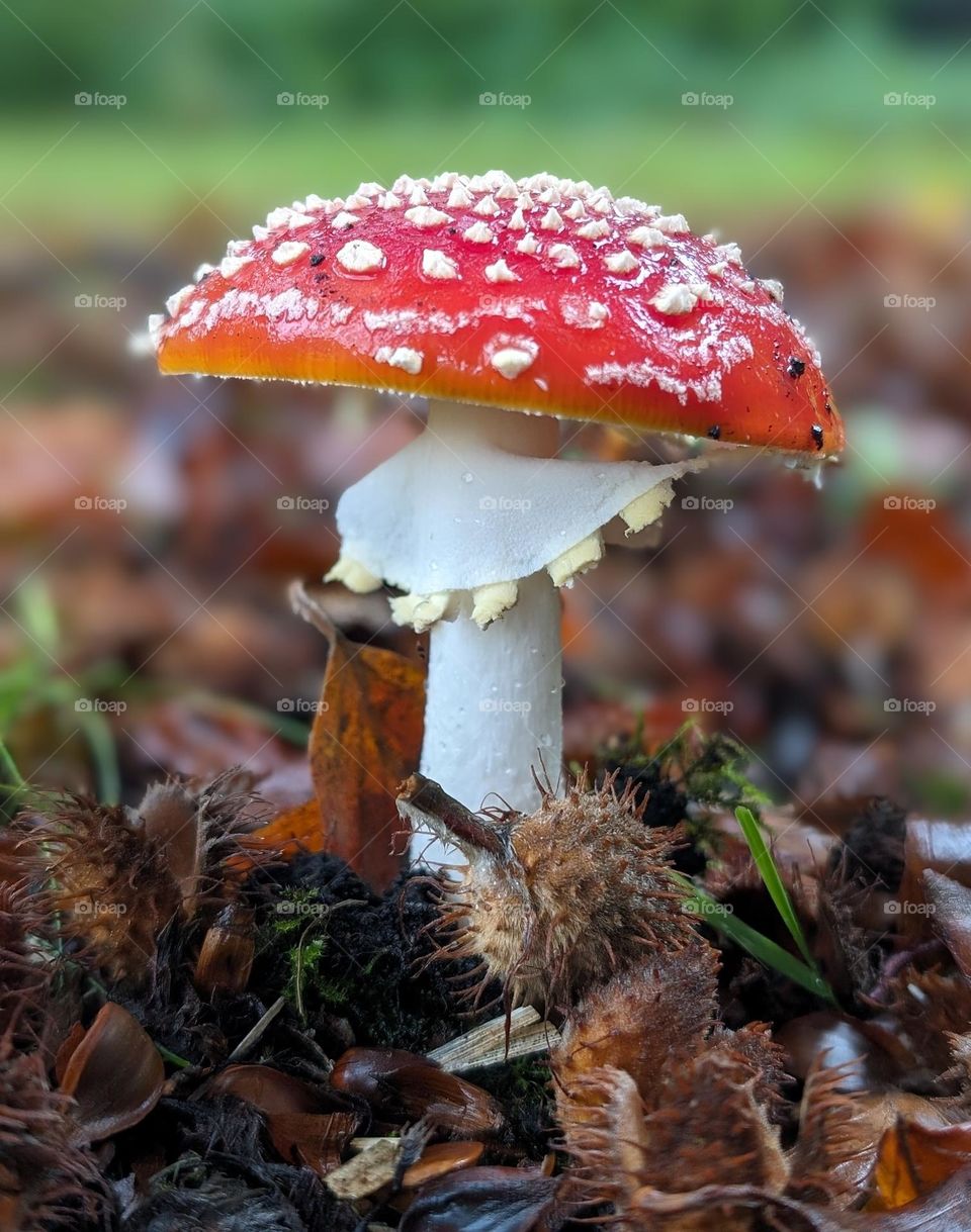 Mushroom skirt