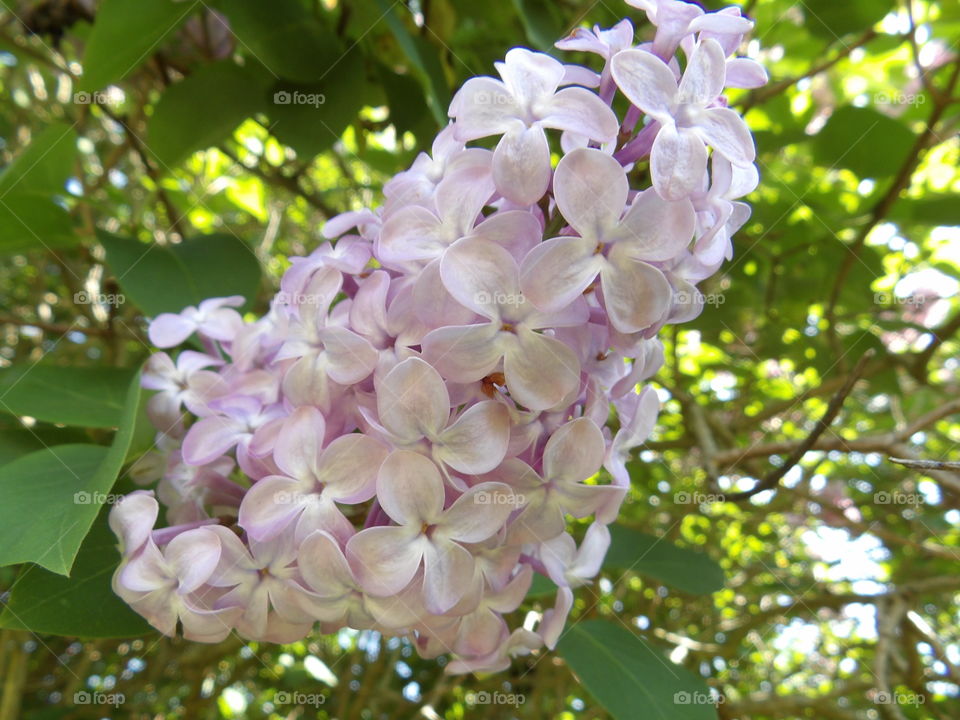 Pink tree flowers