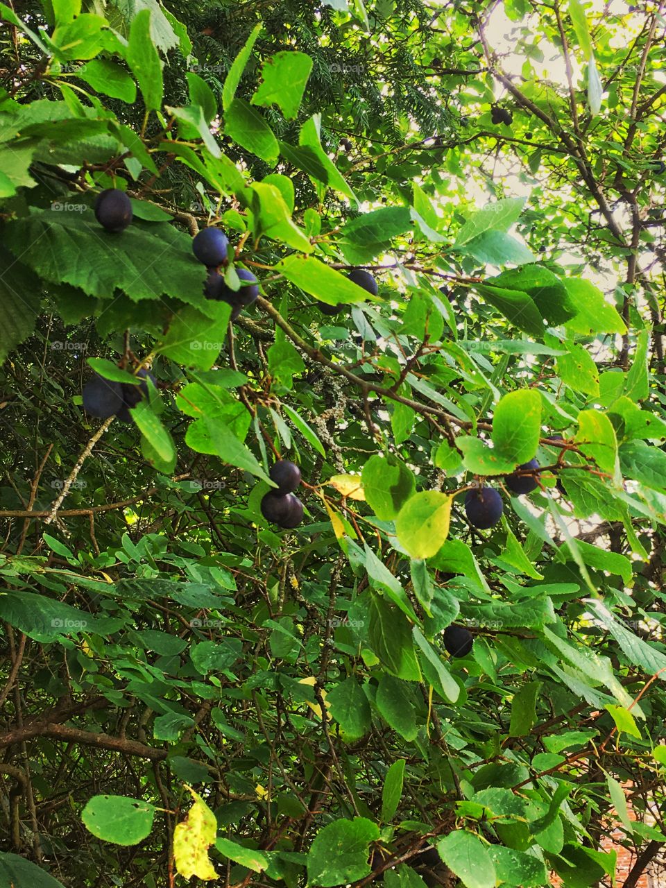 Tree with fruit