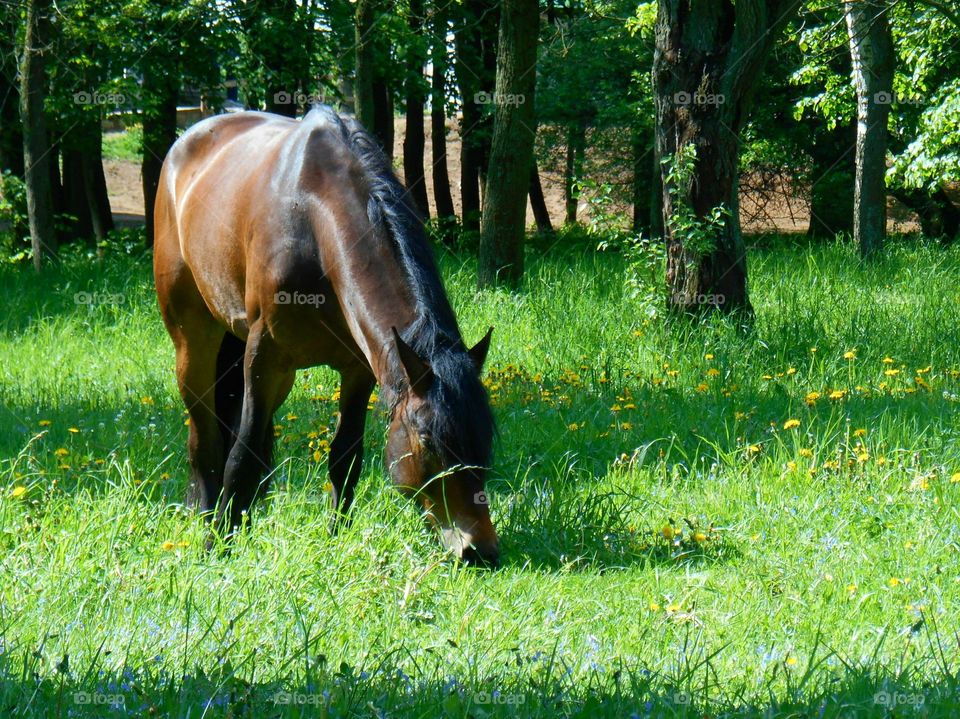 Grass, Mammal, Hayfield, Farm, Nature