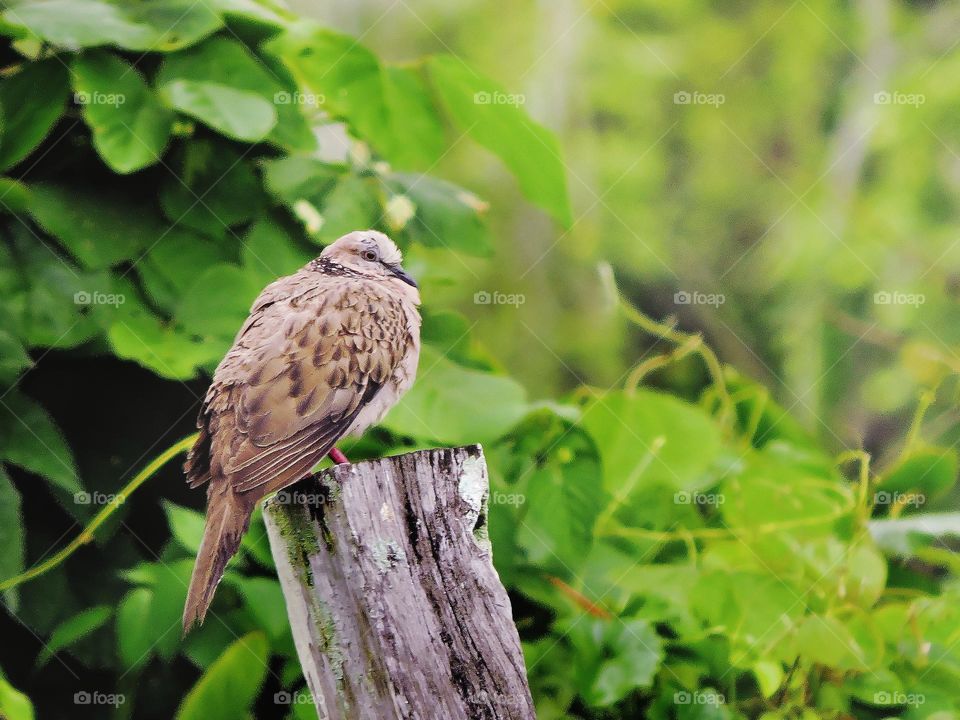 A bird call spotted dove resting on the fence in the afternoon
