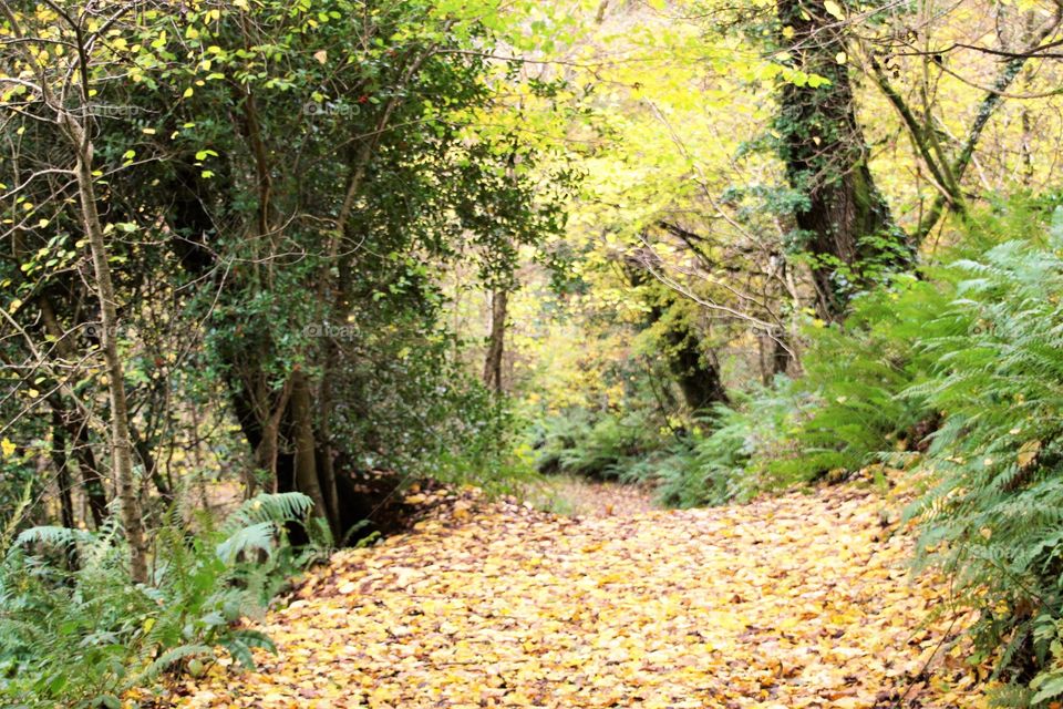 View of footpath in forest