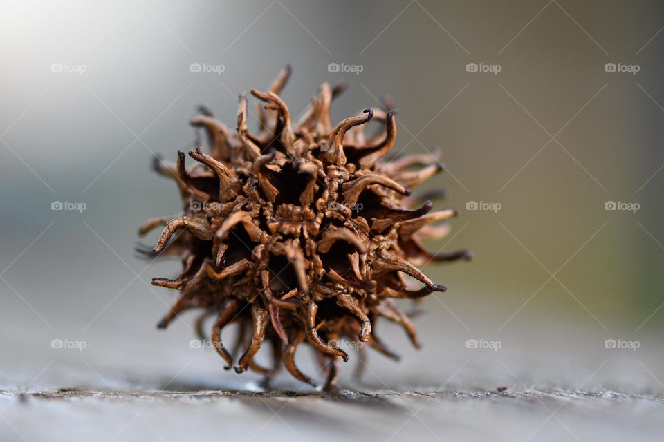 Macro shot of another seed of nature 