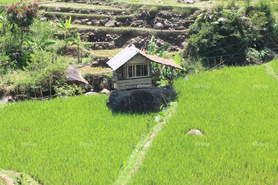 hut in the middle of a rice field