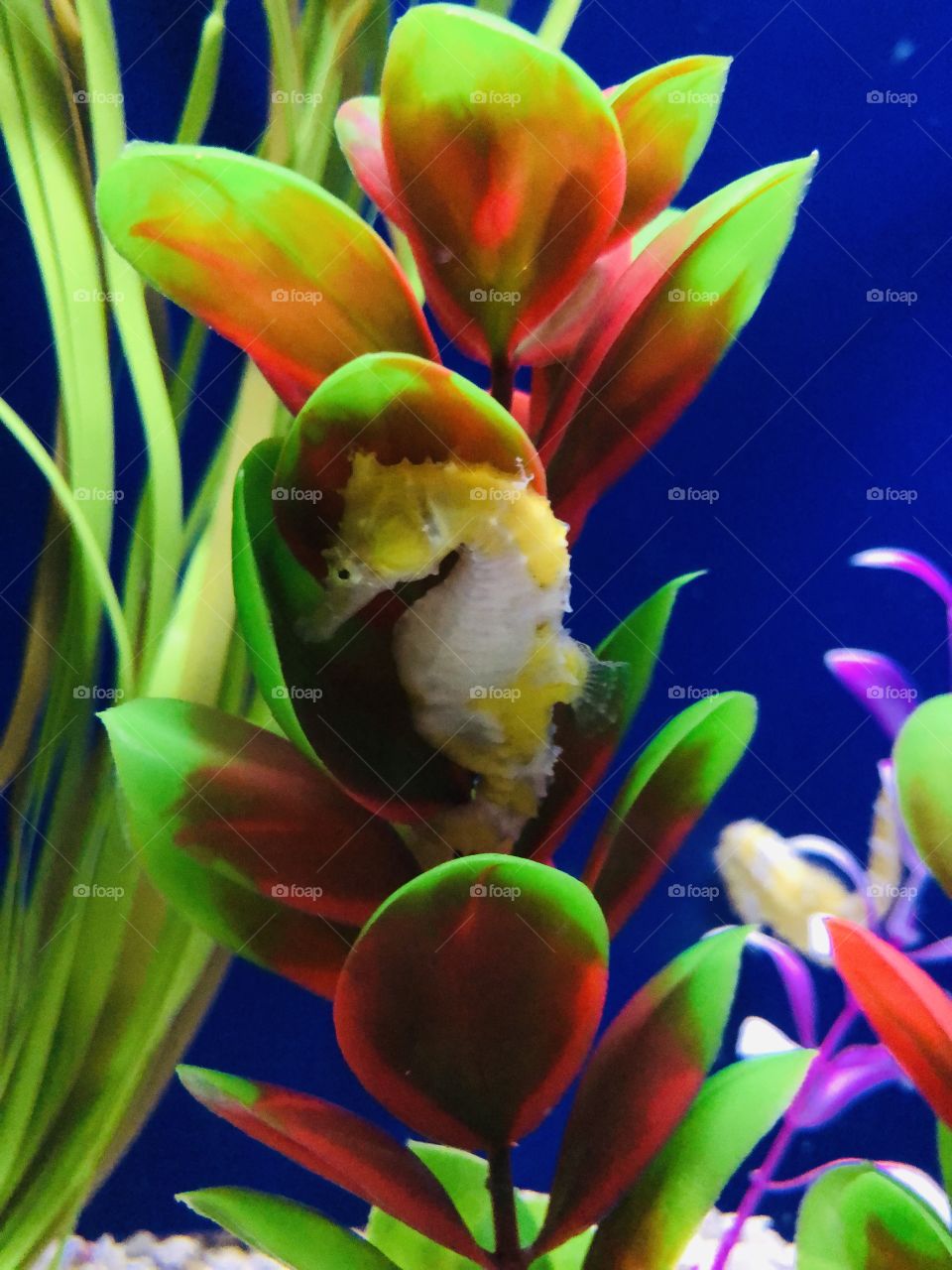 Bright yellow seahorse hides among the dramatic colours of the underwater plant life