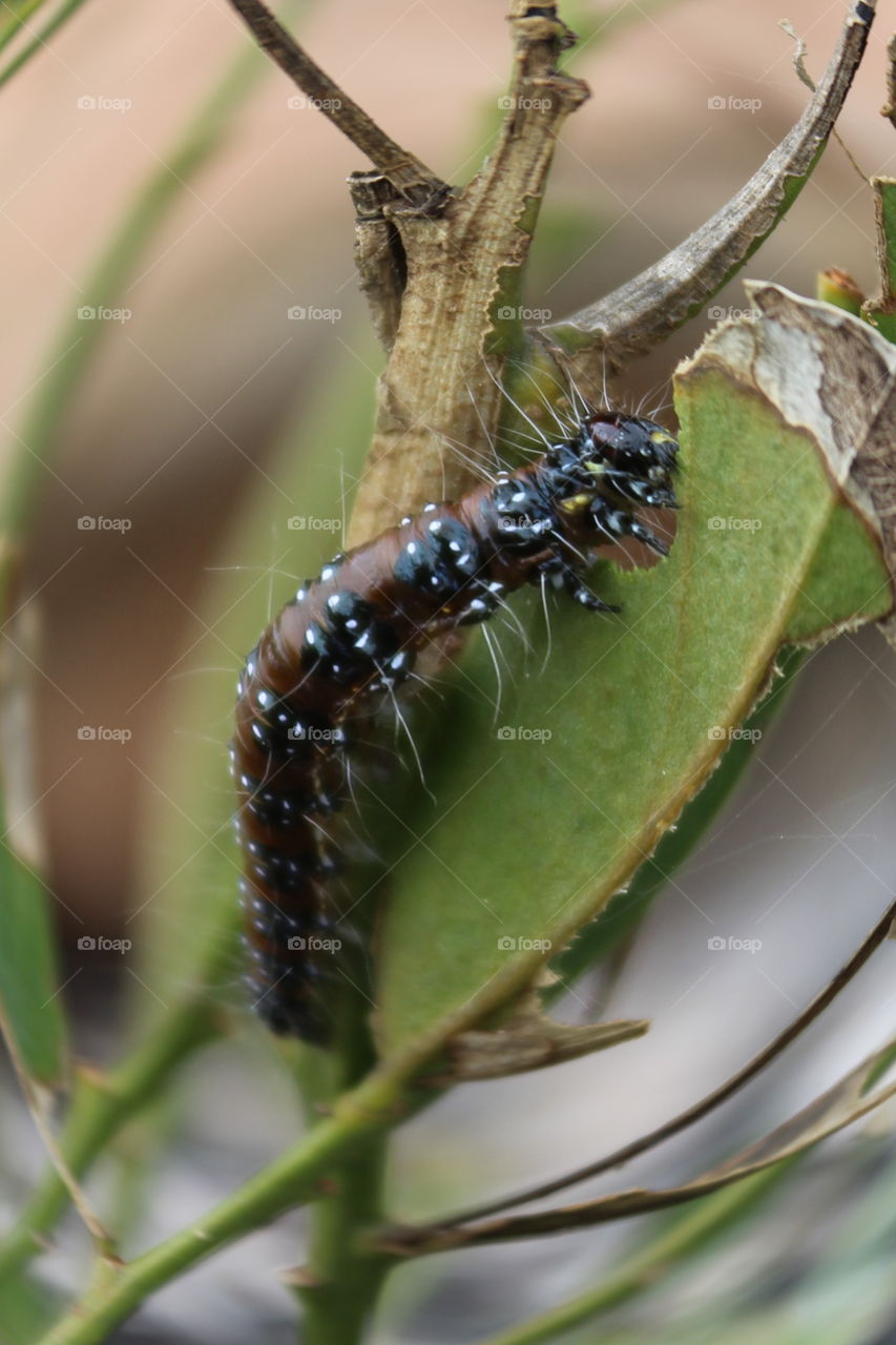 A caterpillar inching a long a leaf