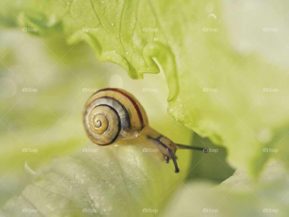 Tiny snail