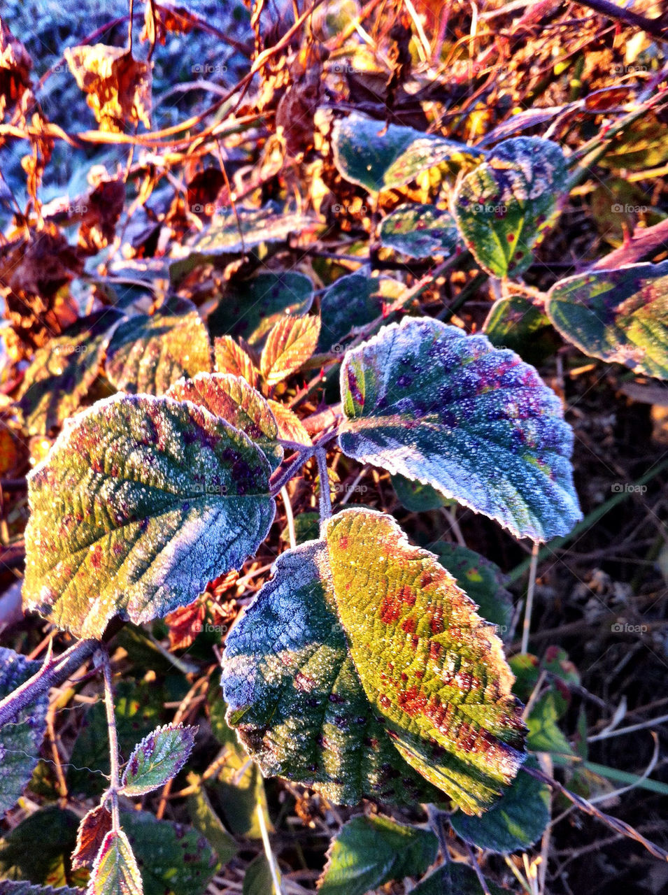 winter leaves cold frost by emmam