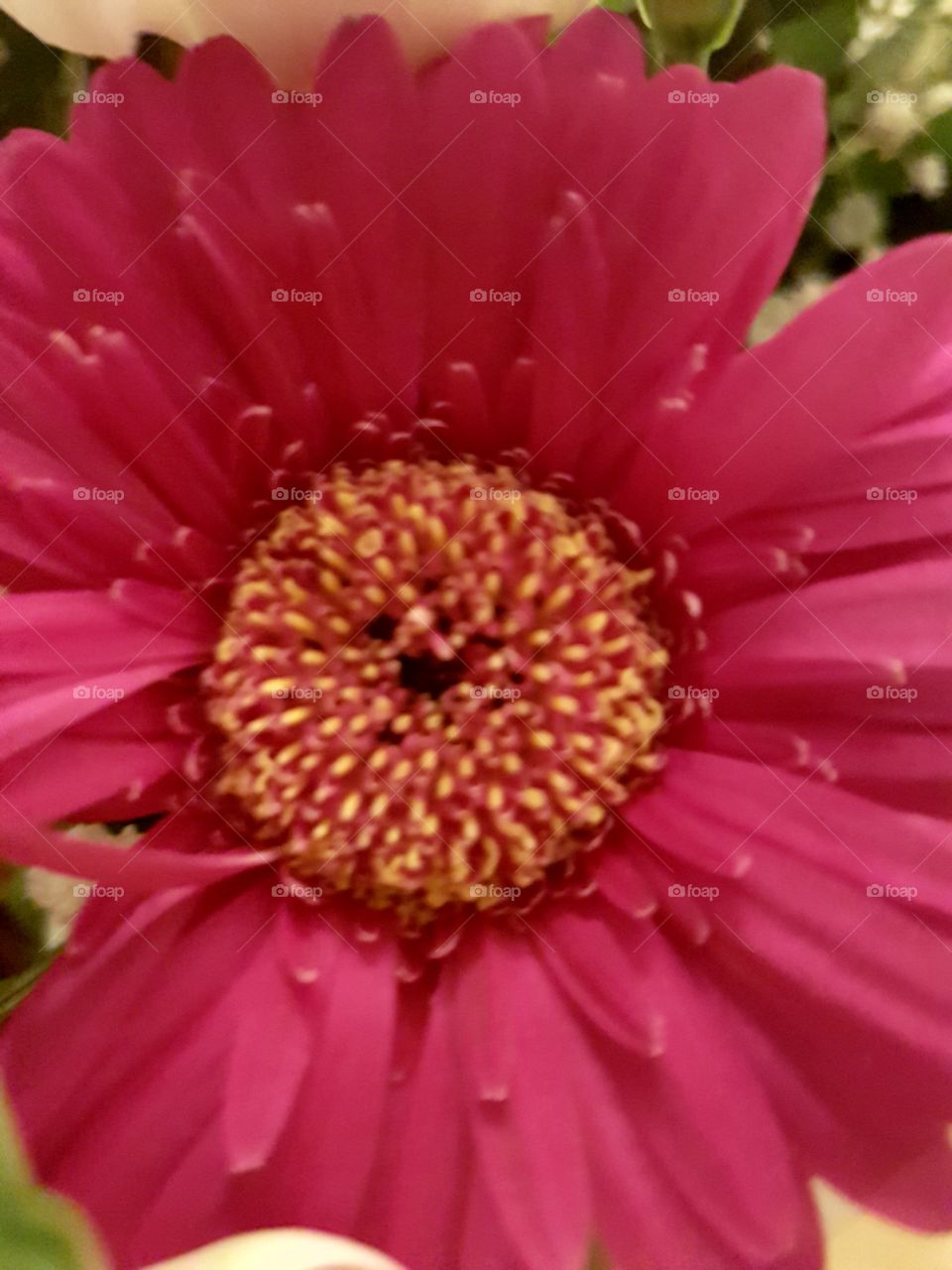 pink macro flower