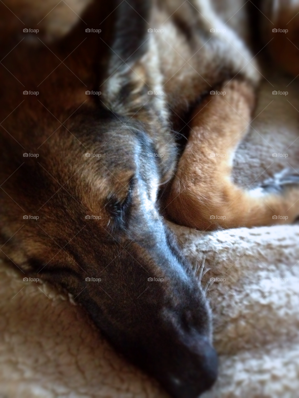 black dog sweet sleeping by squishypie