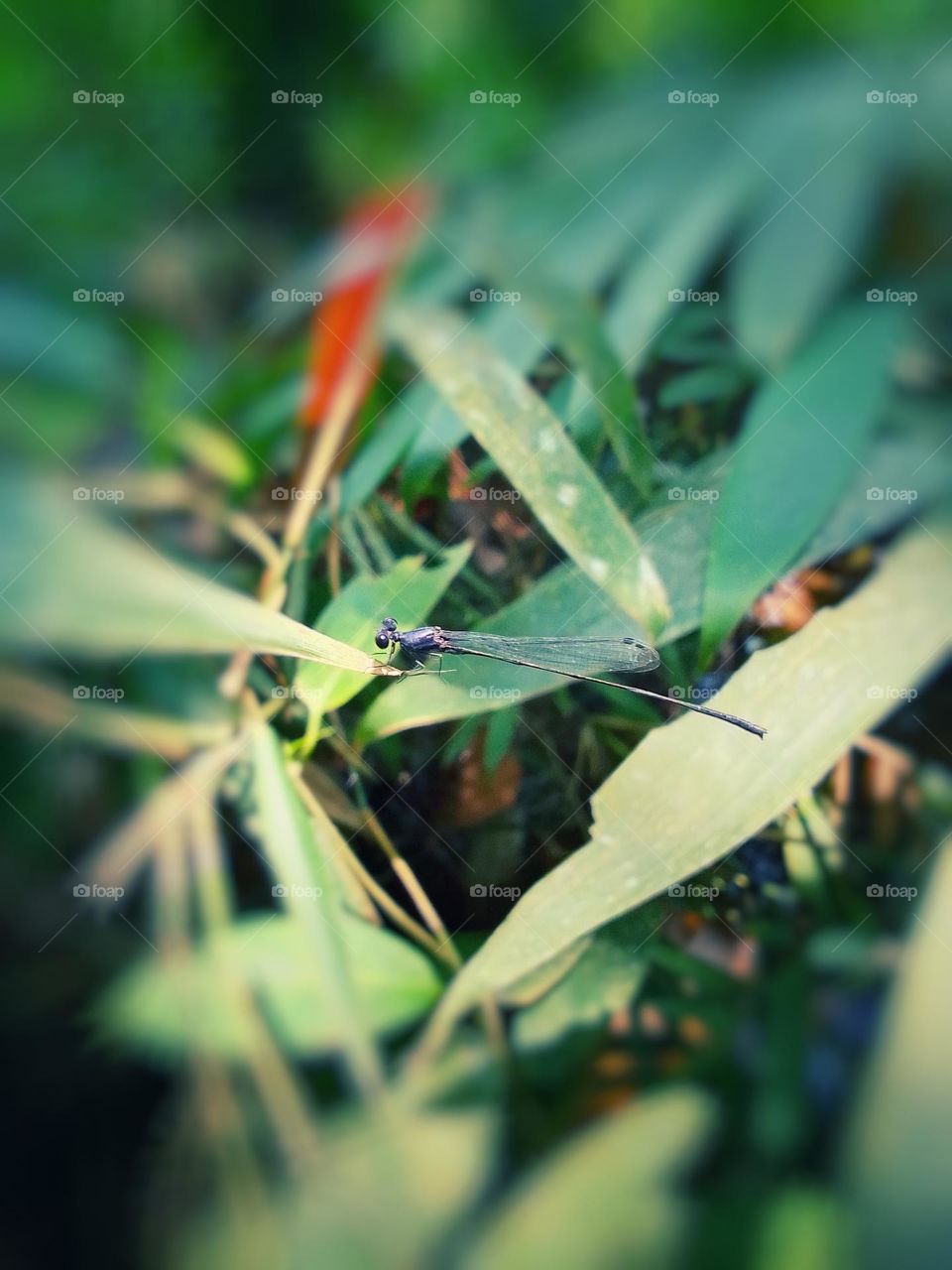 Dragonfly in sri lanka