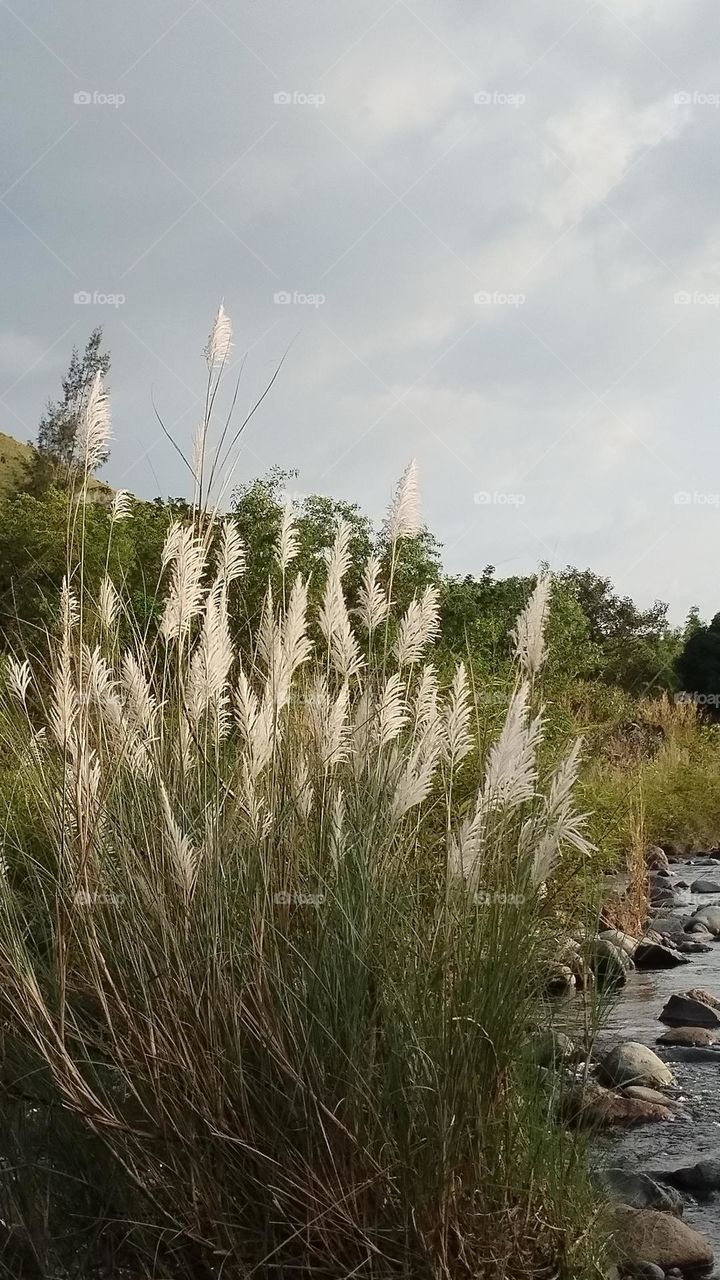 Saccharum Spontaneum