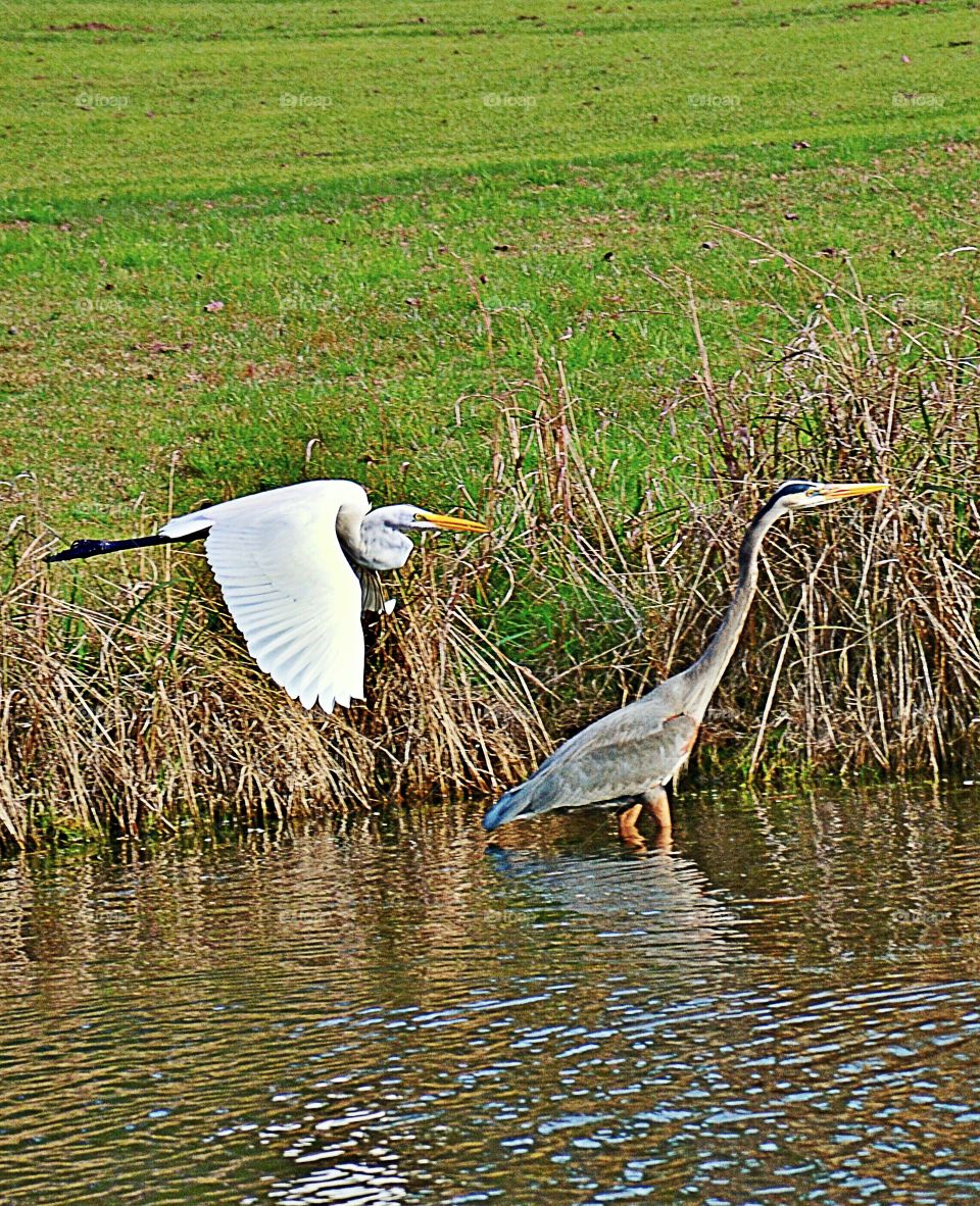 Beautiful South Carolina birds 