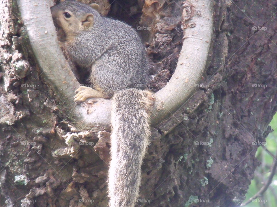 squirrel hiding