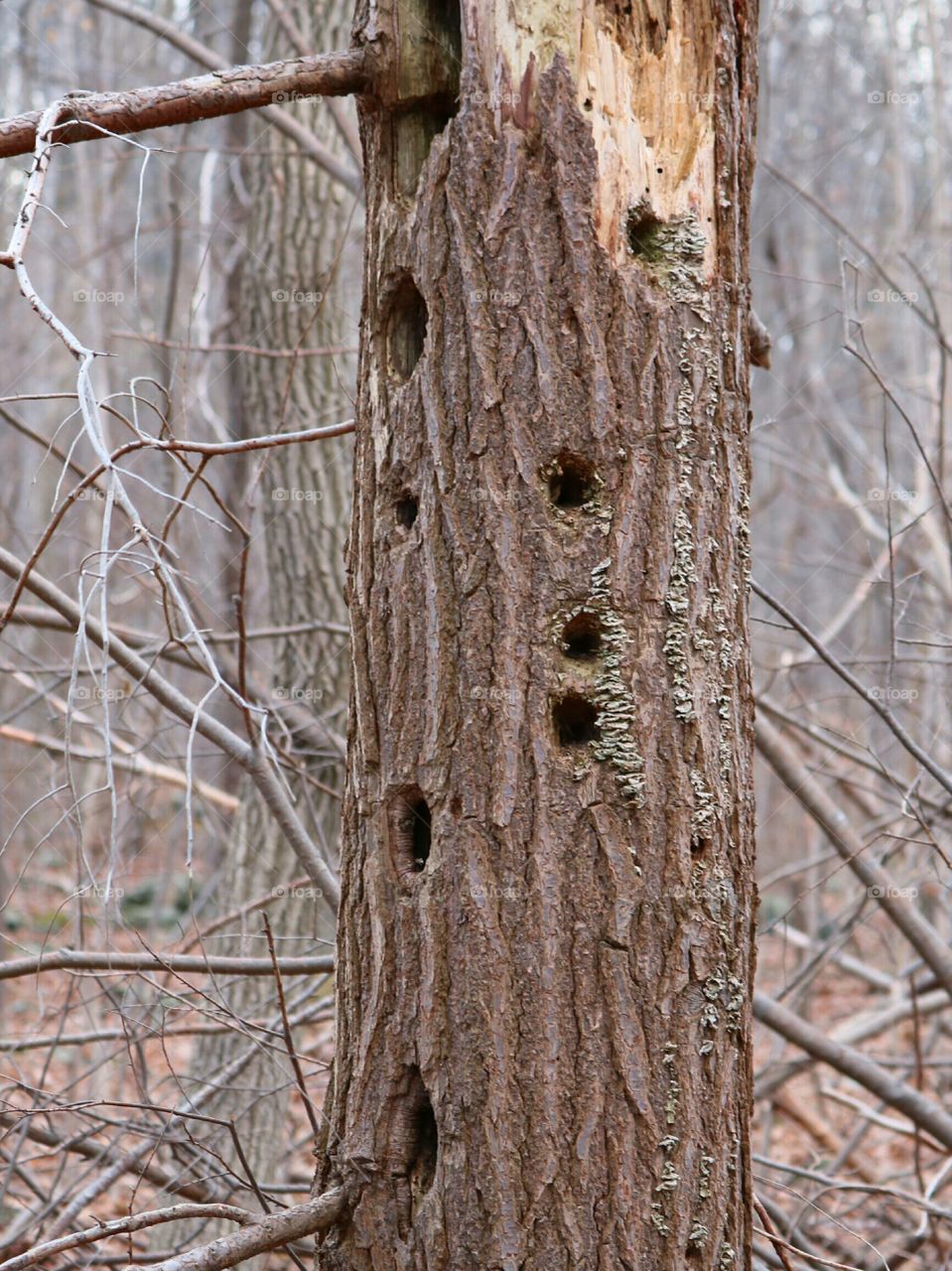 Holes in tree trunk